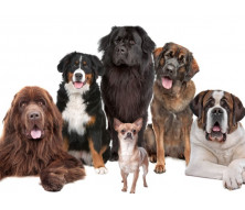 Йозера - корм для собак та цуценят