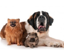 Йозера JosiDog - корм для собак та цуценят