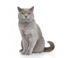 Royal Canin корм для котів