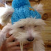 Зимова шапка з бубоном VipDoggy розмір M бірюзовий3