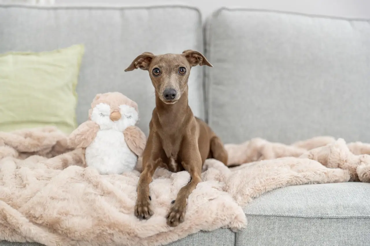 Trixie TX-36094 іграшка сова для собак2