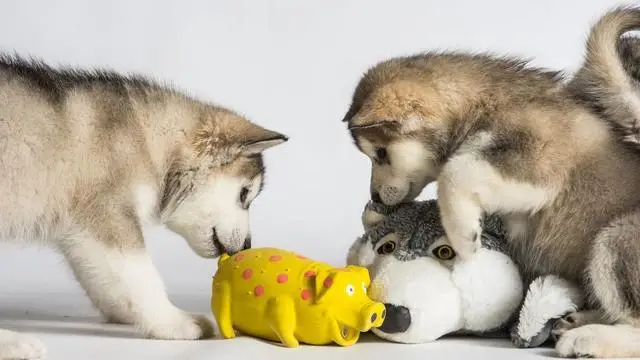 Іграшки для собак