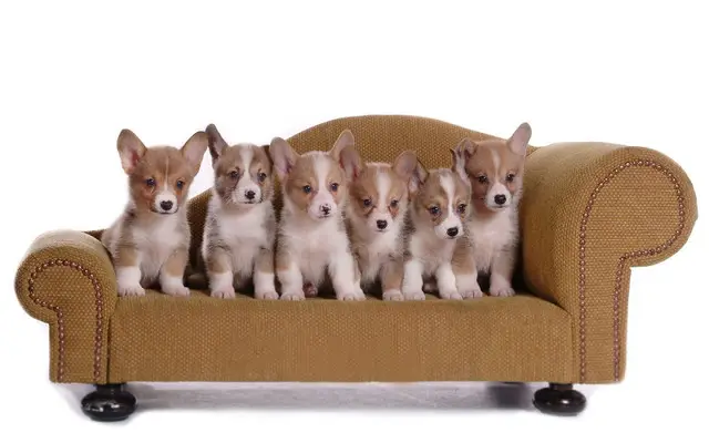 Підстилки, ліжка, спальні місця. Інтернет-магазин для собак.